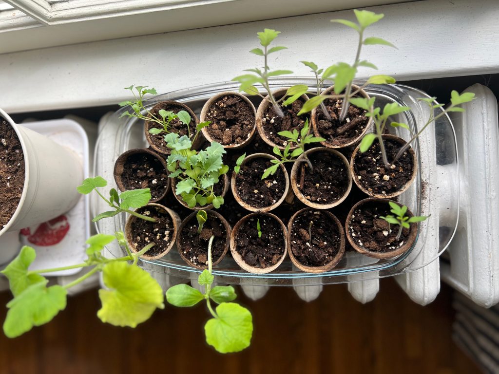 Spring Planting in&nbsp;Minnesota